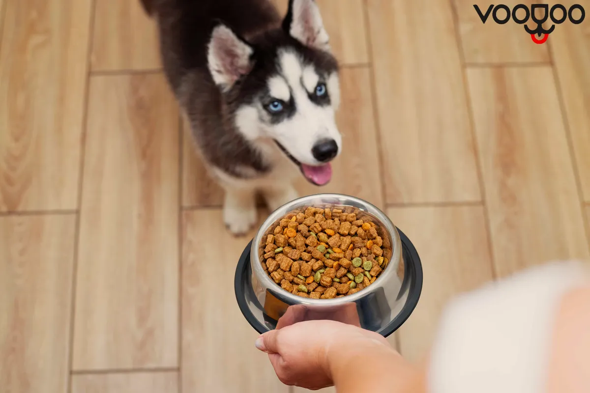 برنامه غذایی انواع نژاد های سگ