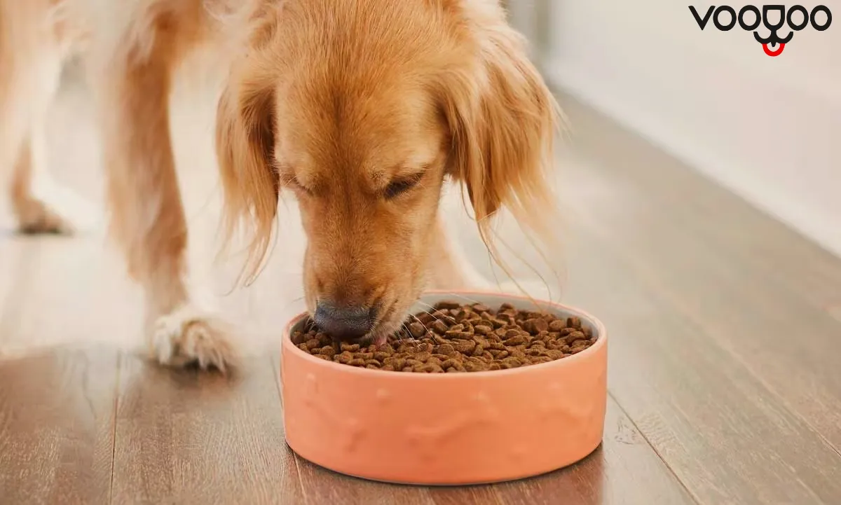 غذای مضر برای سگ‌های خانگی