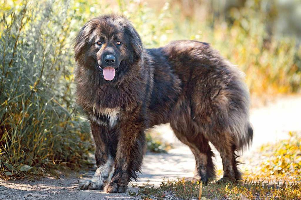 سگ نژاد قفقازی