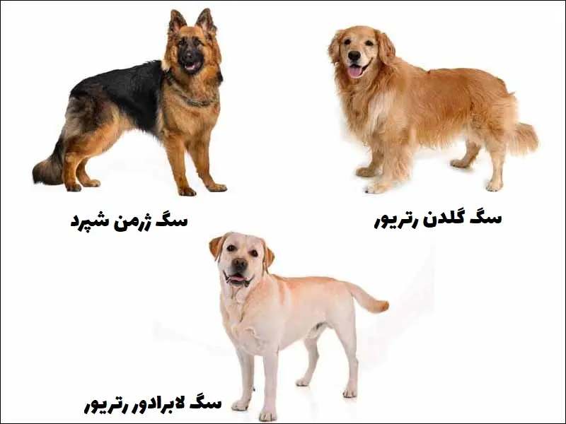 باهوش ترین سگ های شکاری