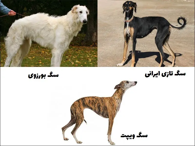 سگ های تازی یکی از انواع سگ های شکاری