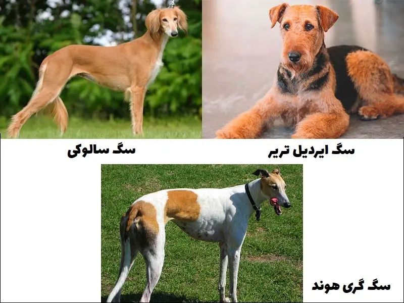 سگ های لوچر یکی از انواع سگ های شکاری