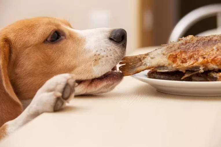 نمک در غذای سگ