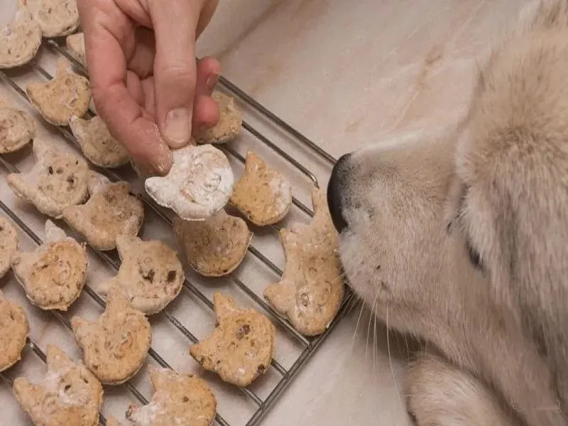 تهیه غذای تشویقی سگ در خانه