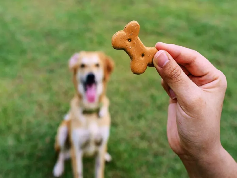 چرا باید به سگها غذای تشویقی بدهیم؟