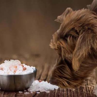 استفاده از نمک در غذای سگ