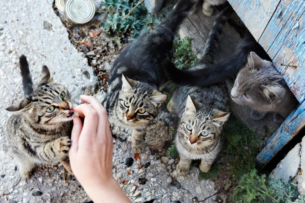 غذای مناسب برای گربه های خیابانی