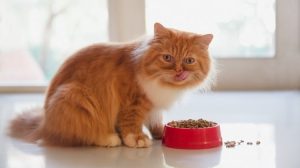 مزایا و معایب غذای خشک و‌تر برای گربه
