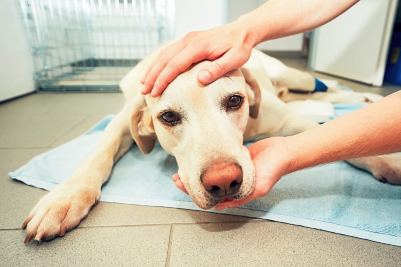 علل مسمومیت غذایی در سگ ها