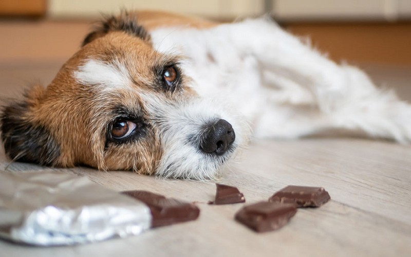 درمان مسمویت غذایی سگ