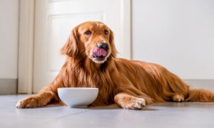 تغذیه سگ در دوران فحلی
