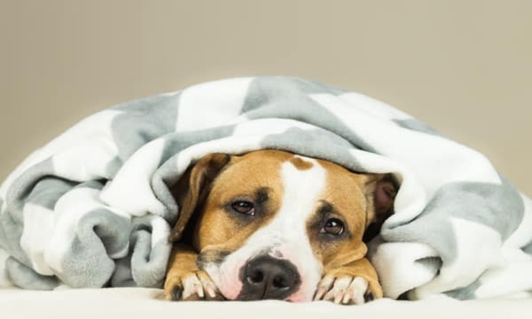 درمان سرماخوردگی سگ‌ها 