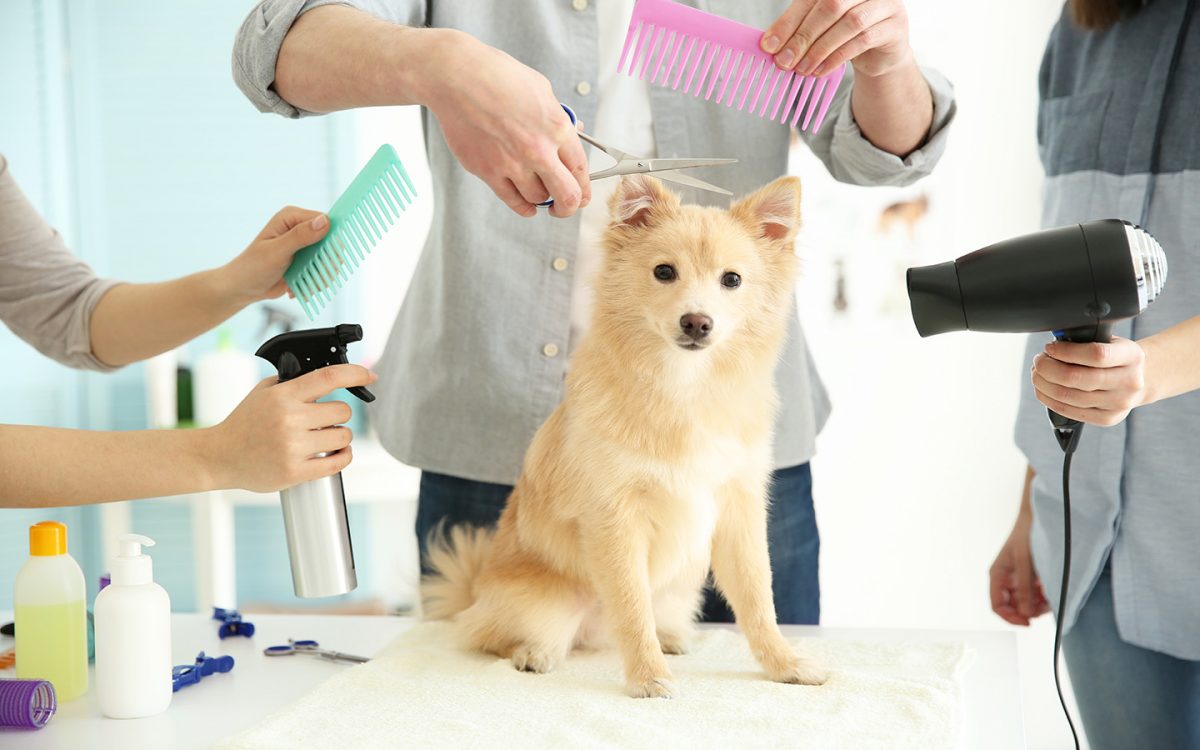 اصلاح سگ در منزل کار درستی است؟ 
