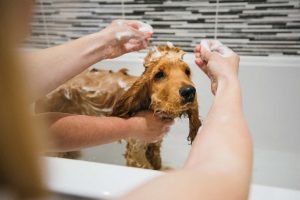 چگونه سگ خود را بشوییم؟