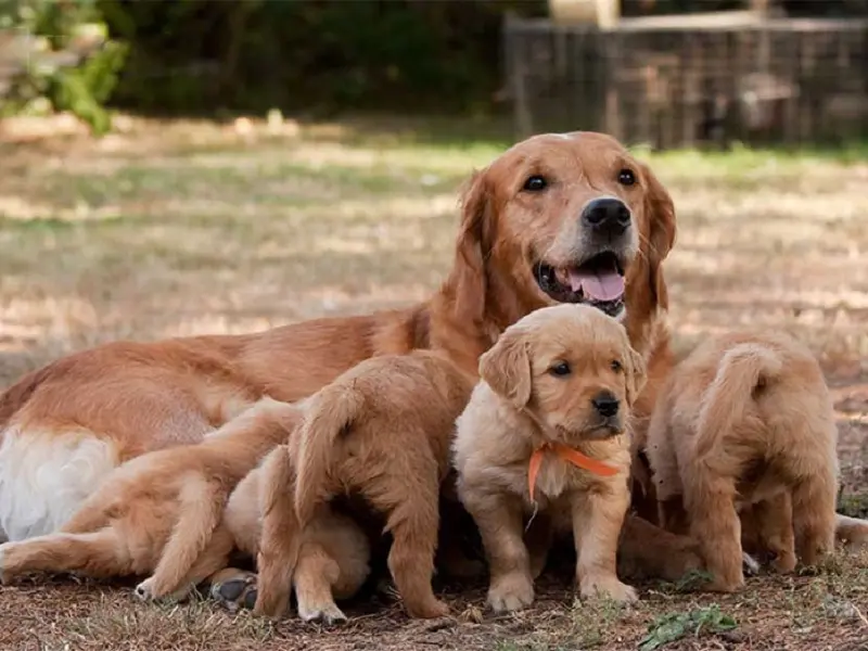 اقدامات و مراقبت های قبل از زایمان سگ
