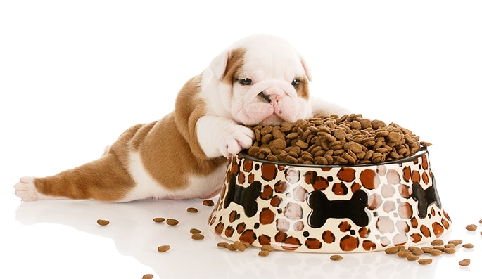 اهمیت مقدار غذای خشک برای سگ  