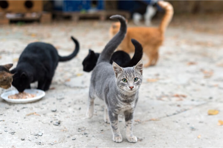 آموزش تربیت گربه خیابانی