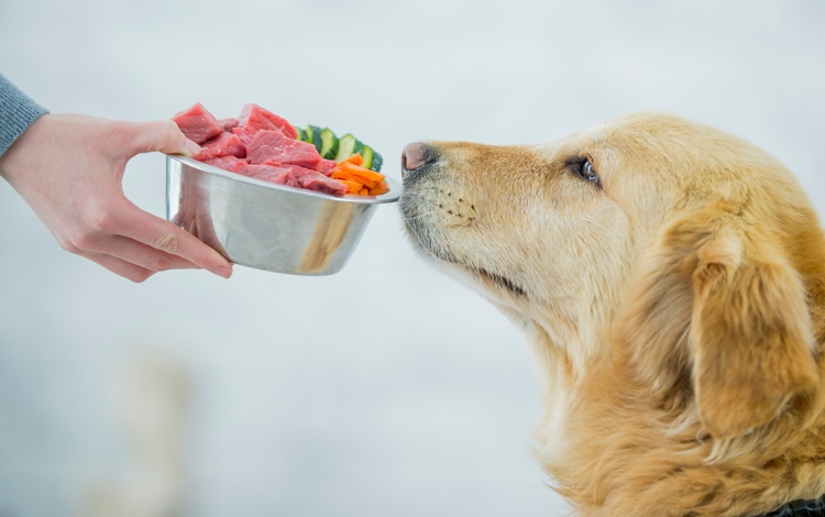 برنامه غذایی مناسب برای سگ