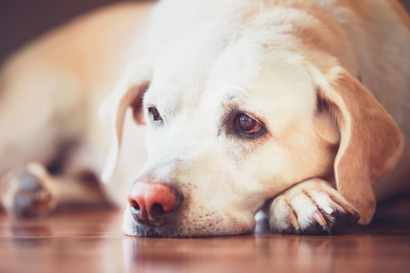 علت ها و درمان مسمومیت غذایی سگ