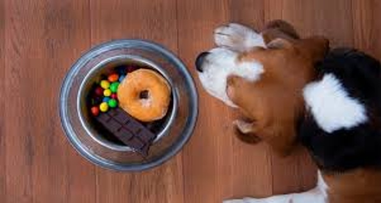 چه غذاهایی برای سگ‌ها ممنوع است؟