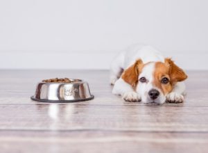 چرا سگ غذا نمی خورد
