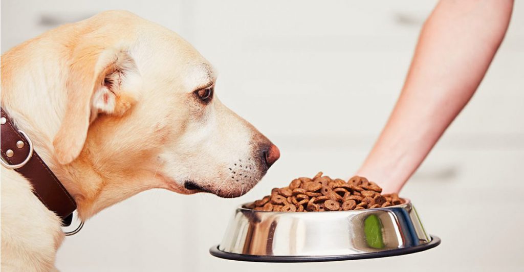 غذای خشک برای سگ ها