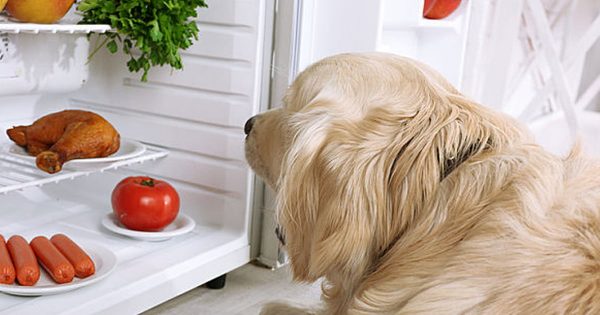  رژیم غذایی کبدی برای سگ‌ها