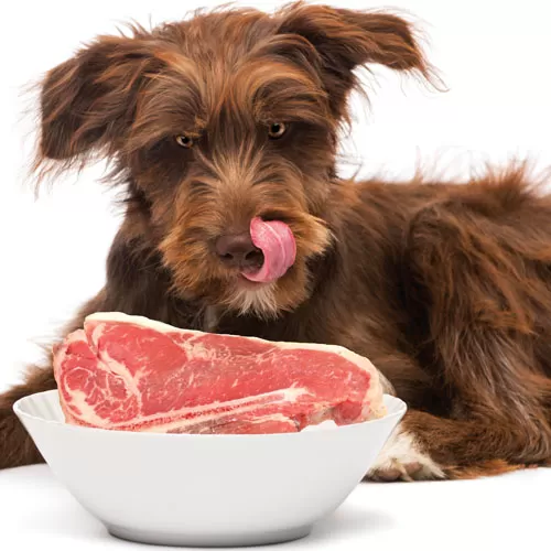 انواع غذای خانگی مناسب برای سگ