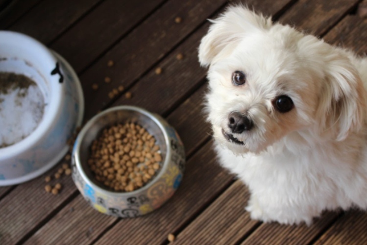 مصرف نمک در غذای سگ