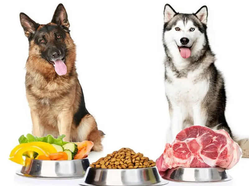 انواع غذای سگ