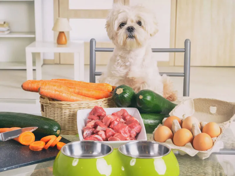 غذای قوی کننده سگ