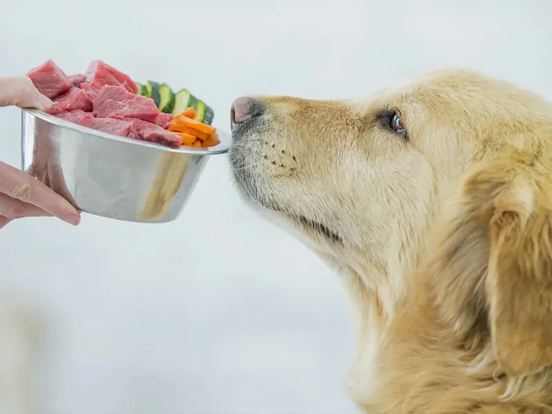 تغییر ذائقه سگ باردار