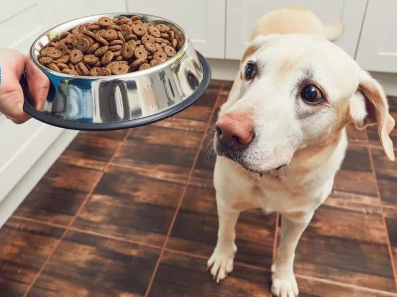 علت غذا نخوردن سگ حامله: تهوع