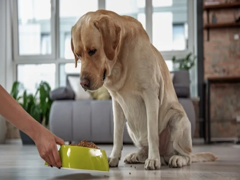 در زمان پریودی سگ چکار کنیم؟