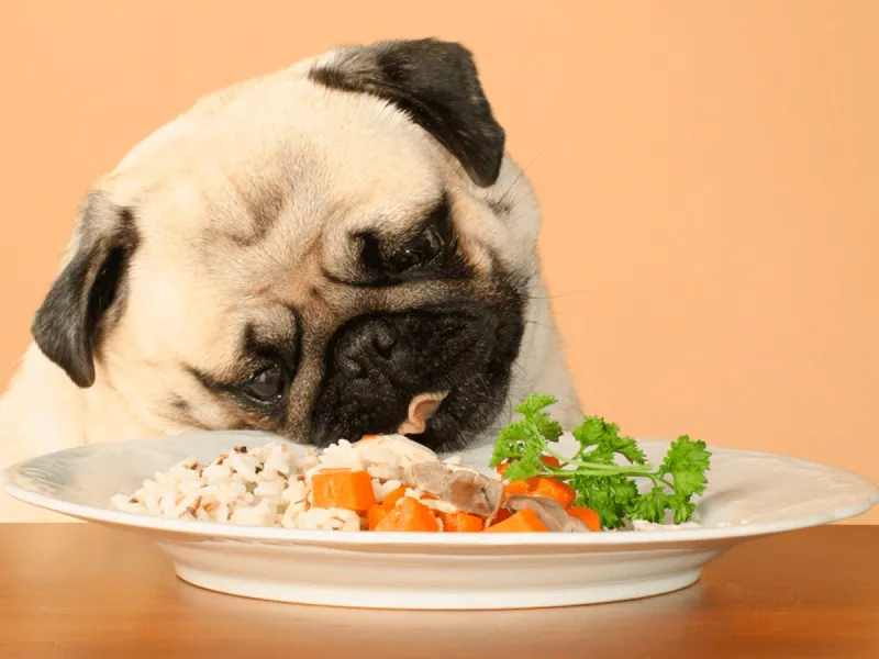 در کنار غذای خانگی چه غذایی به سگ بدهیم؟