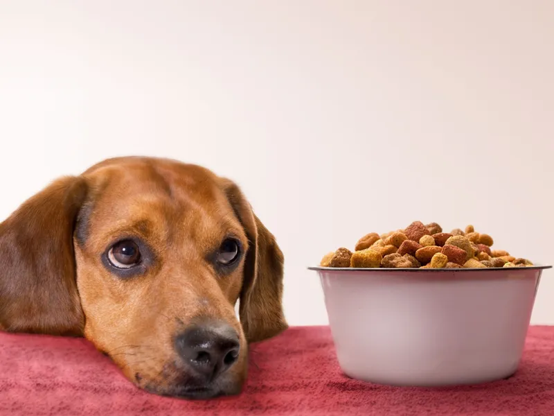 دوست نداشتن غذا