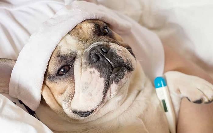 بهبود سرماخوردگی در سگ‌ها