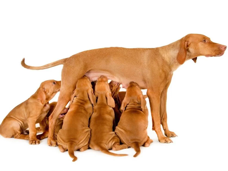 علت غذا نخوردن سگ