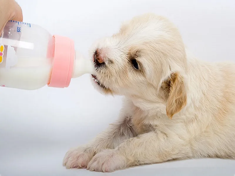 غذای توله سگ بی مادر