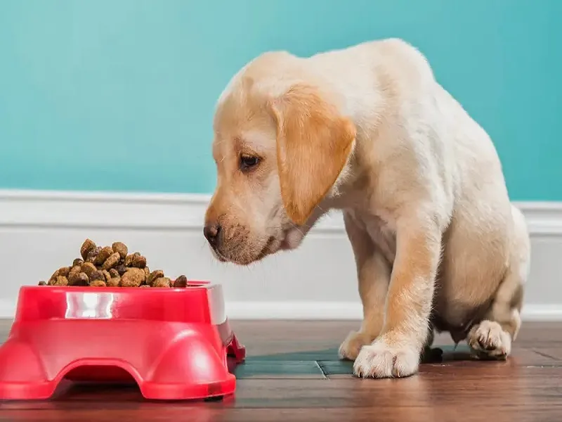 غذای توله سگ سه ماهه