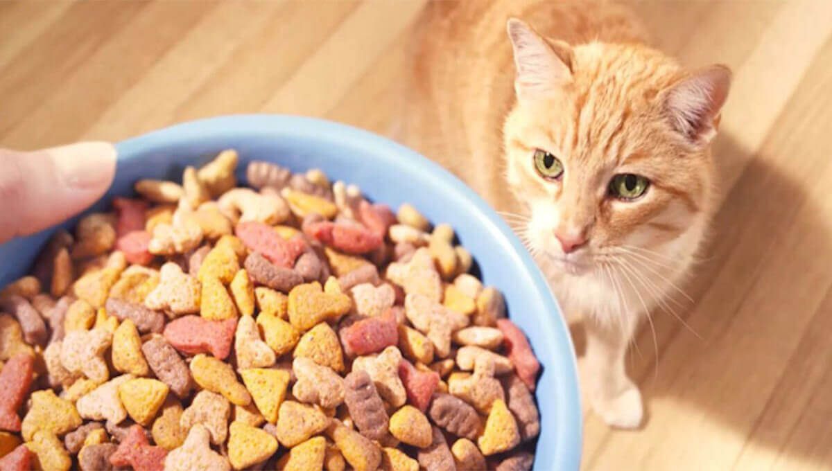 غذاهای مضر برای گربه سرما خورده