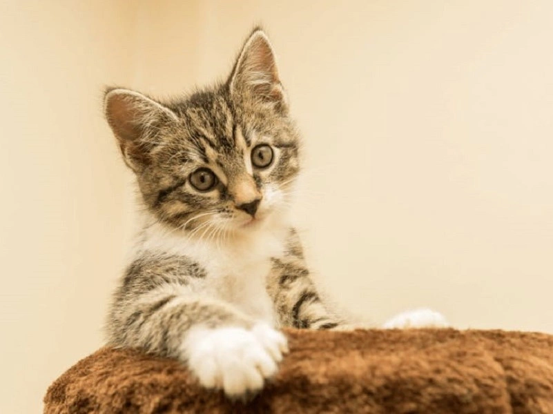 فواید-و-مضرات-مصرف-مولتی-ویتامین-برای-گربه