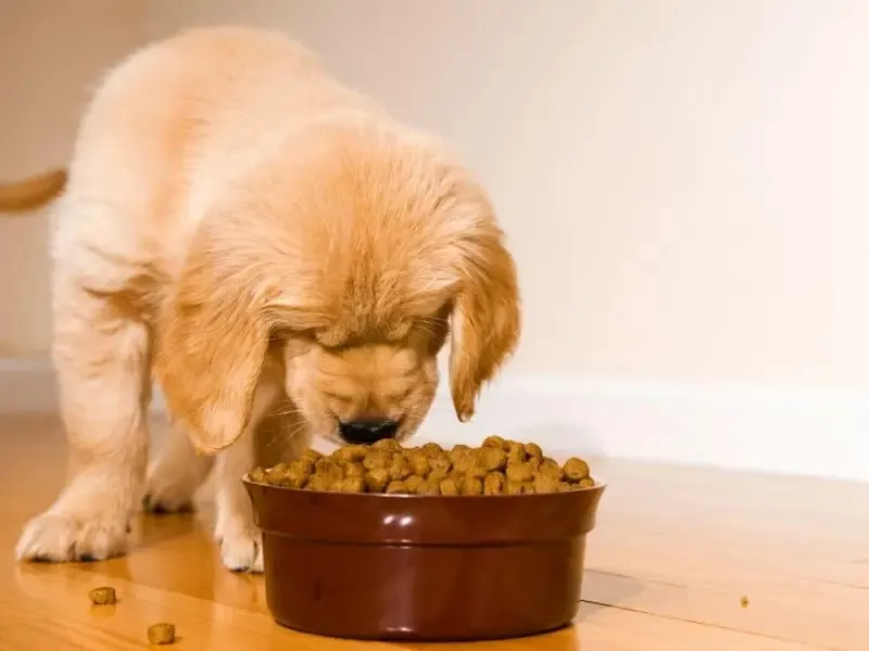 مقدار غذای توله سگ