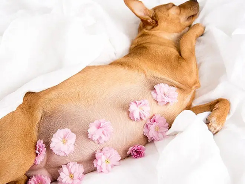 نکات تغذیه سگ تازه زایمان کرده