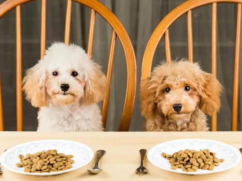 مقدار غذای سگ براساس وزن