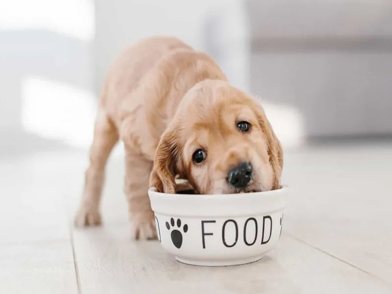 چه غذای برای توله سگ خوب است؟
