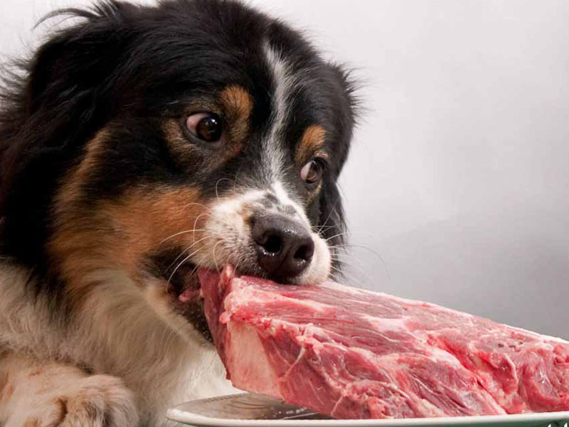 گوشت و ماهی