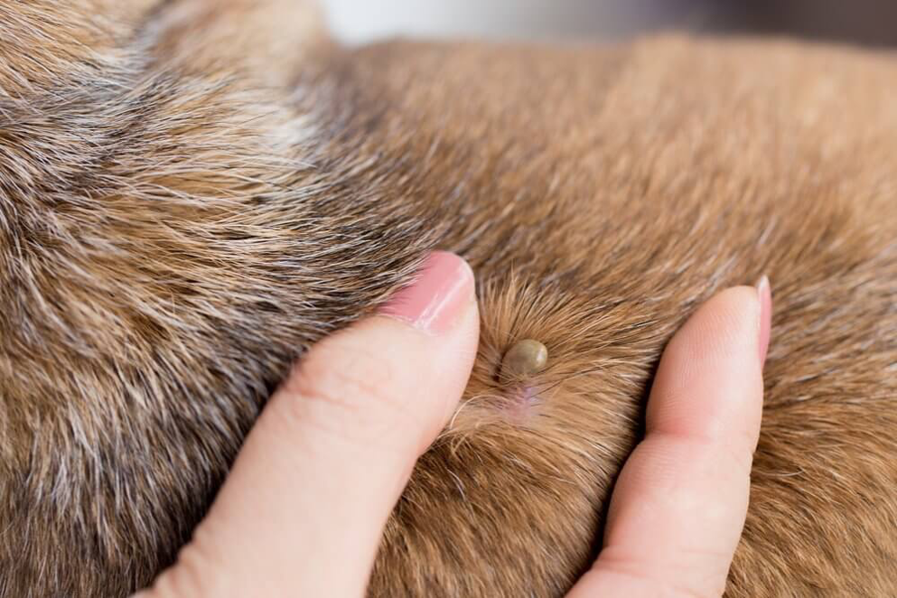 روش‌های درمان کنه در بدن سگ