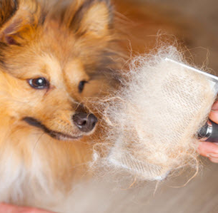 درمان ریزش موی سگ