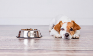 چرا سگ غذا نمی‌خورد